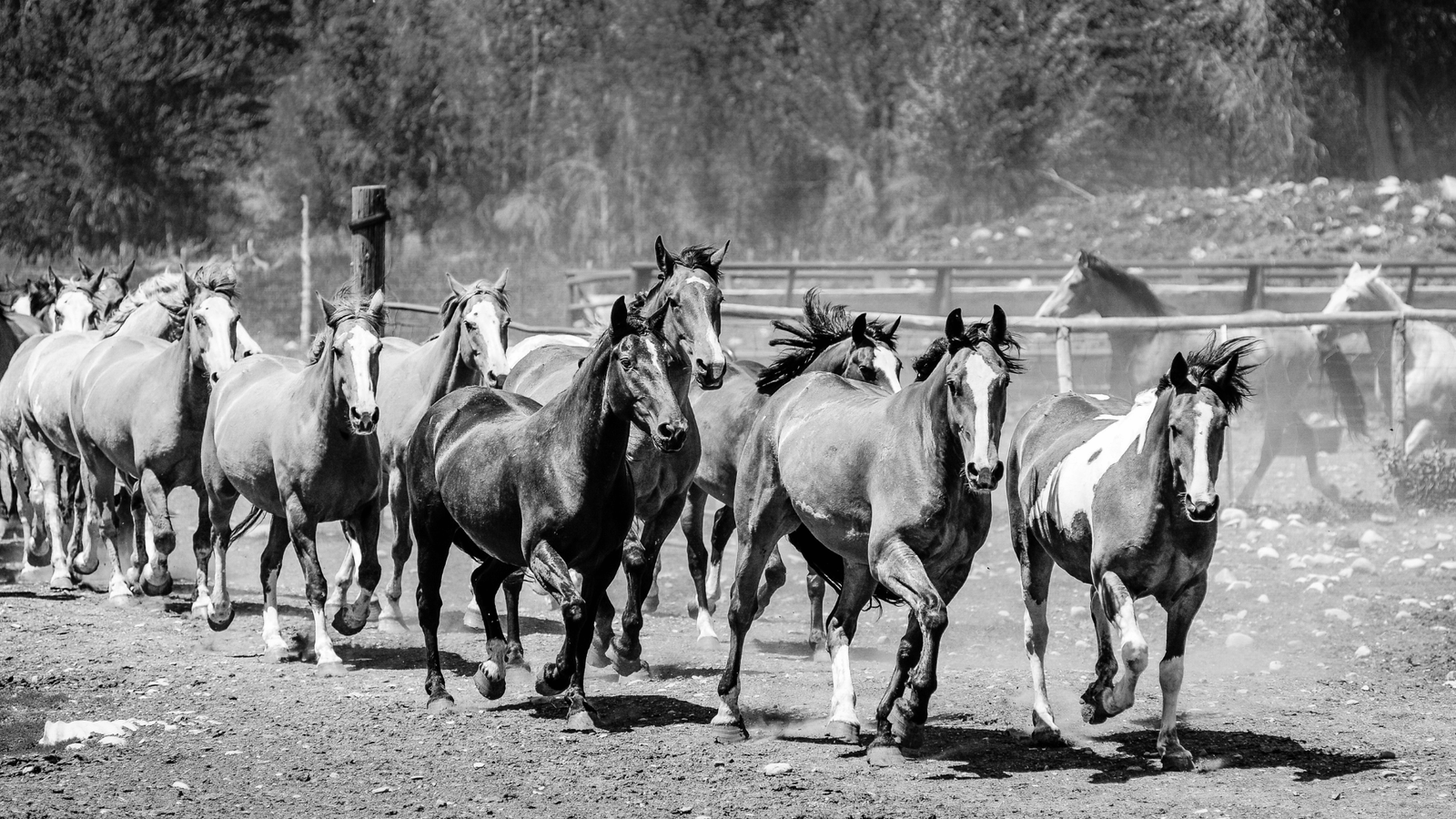 Horses at our sanctuary