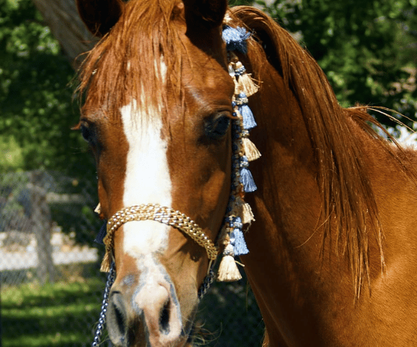 Luna — rescued mustang mare