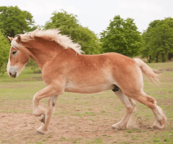 Ranger — certified therapy horse